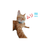 猫のピース（個別スタンプ：16）