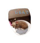 くそかわ（個別スタンプ：14）