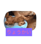 くそかわ（個別スタンプ：16）