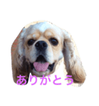 トフィとチョコ（個別スタンプ：1）