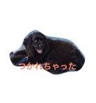 トフィとチョコ（個別スタンプ：4）