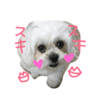 ペキプーのチェリン（個別スタンプ：1）