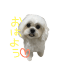 ペキプーのチェリン（個別スタンプ：2）