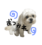 ペキプーのチェリン（個別スタンプ：3）