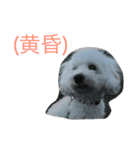 きなこな毎日（個別スタンプ：3）