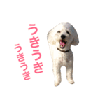 きなこな毎日（個別スタンプ：6）