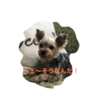 ヨーキー、rena（個別スタンプ：5）