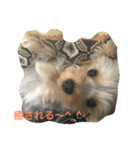 ヨーキー、rena（個別スタンプ：6）