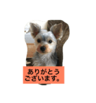 ヨーキー、rena（個別スタンプ：7）