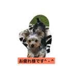 ヨーキー、rena（個別スタンプ：8）