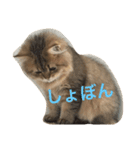 ぼののほのぼのすたんぷ（個別スタンプ：9）