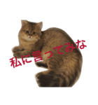 ぼののほのぼのすたんぷ（個別スタンプ：12）