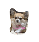 わちわちちわわ（個別スタンプ：1）