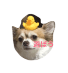 わちわちちわわ（個別スタンプ：3）