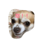 わちわちちわわ（個別スタンプ：5）