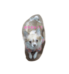 わちわちちわわ（個別スタンプ：6）