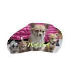 わちわちちわわ（個別スタンプ：8）