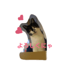 まーにゃんに任せろ（個別スタンプ：1）