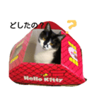 まーにゃんに任せろ（個別スタンプ：5）