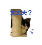 まーにゃんに任せろ（個別スタンプ：6）