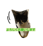 まーにゃんに任せろ（個別スタンプ：8）