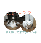 パピヨンとにゃんこ（個別スタンプ：2）