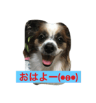 パピヨンとにゃんこ（個別スタンプ：3）