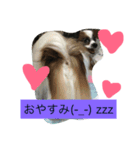 パピヨンとにゃんこ（個別スタンプ：4）