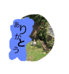 パピヨンとにゃんこ（個別スタンプ：6）