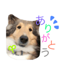 ももご（個別スタンプ：4）
