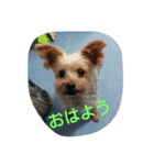 momo  vol.1（個別スタンプ：6）