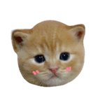 Can Can Cat v.1（個別スタンプ：1）