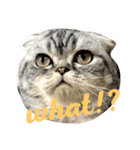 Can Can Cat v.1（個別スタンプ：2）