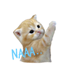 Can Can Cat v.1（個別スタンプ：3）