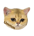 Can Can Cat v.1（個別スタンプ：5）