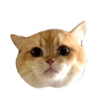Can Can Cat v.1（個別スタンプ：6）