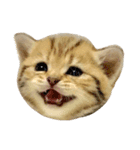 Can Can Cat v.1（個別スタンプ：7）