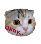 Can Can Cat v.1（個別スタンプ：8）