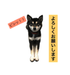 黒柴あずき4（個別スタンプ：1）