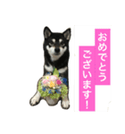 黒柴あずき4（個別スタンプ：3）