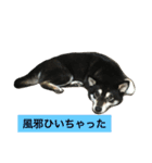 黒柴あずき4（個別スタンプ：4）