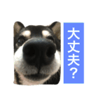 黒柴あずき4（個別スタンプ：5）