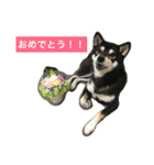 黒柴あずき4（個別スタンプ：6）