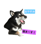 黒柴あずき4（個別スタンプ：7）