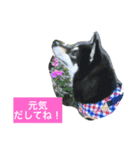 黒柴あずき4（個別スタンプ：9）