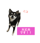 黒柴あずき4（個別スタンプ：11）