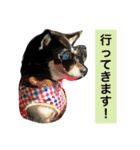 黒柴あずき4（個別スタンプ：15）