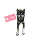 黒柴あずき4（個別スタンプ：16）