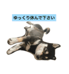 黒柴あずき4（個別スタンプ：17）