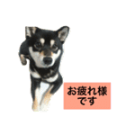 黒柴あずき4（個別スタンプ：18）